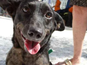 Cachorro raça SRD idade 1 ano nome Otello