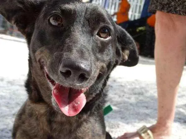 Cachorro ra a SRD idade 1 ano nome Otello
