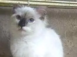 Gato raça srd idade 2 a 6 meses nome lily