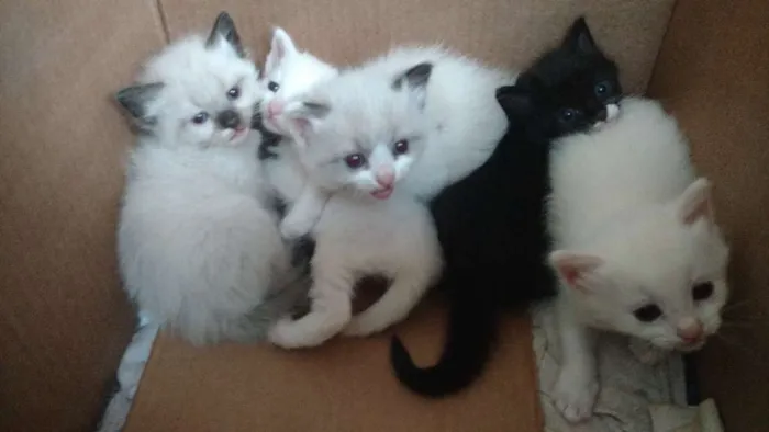 Gato raça indefinida idade Abaixo de 2 meses nome gatinhos