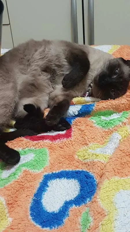 Gato ra a Siamês idade 3 anos nome Mione GRATIFICA