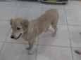 Lola