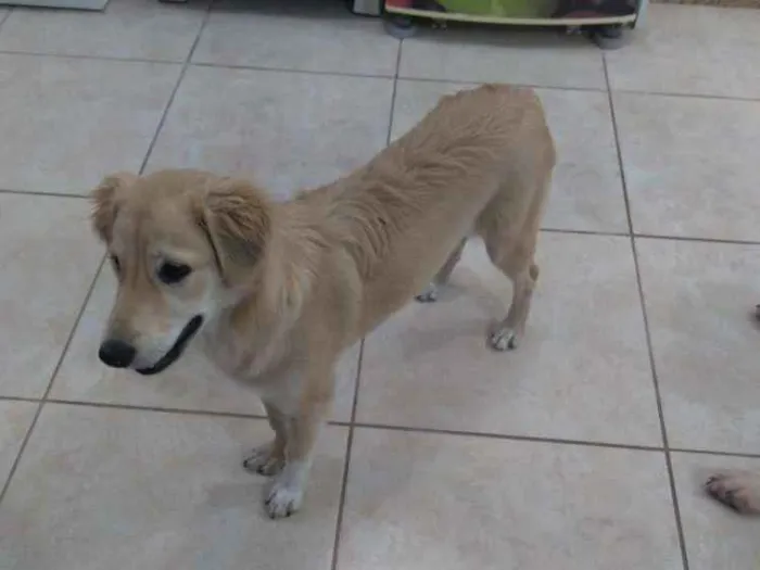 Cachorro ra a Mistura de viralata com Golden idade 2 a 6 meses nome Lola