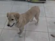 Lola