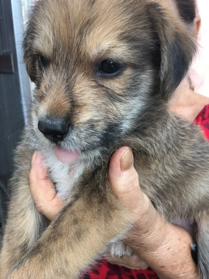 Cachorro ra a SRD idade 2 a 6 meses nome Batata