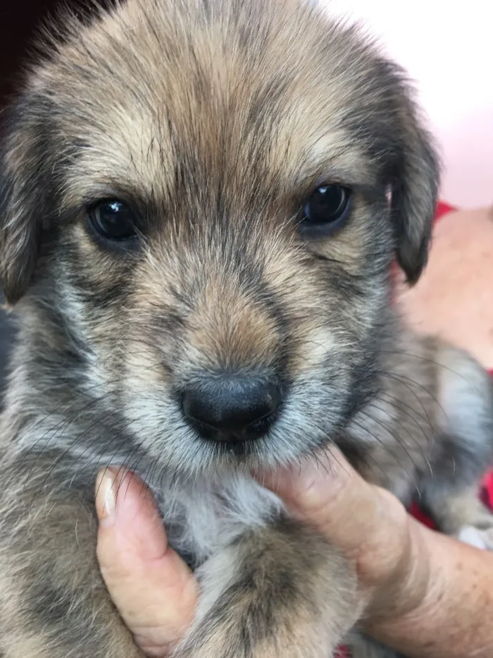 Cachorro ra a SRD idade 2 a 6 meses nome Batata