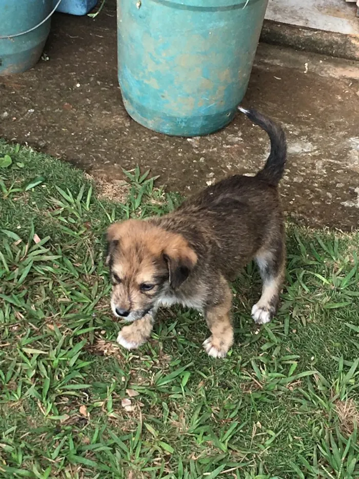 Cachorro ra a SRD idade 2 a 6 meses nome Batata