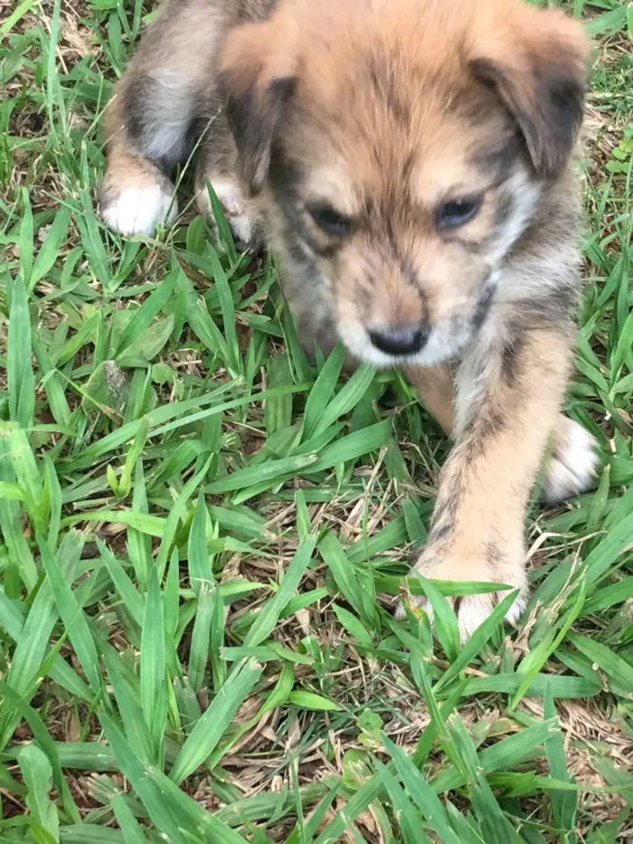 Cachorro ra a SRD idade 2 a 6 meses nome Batata