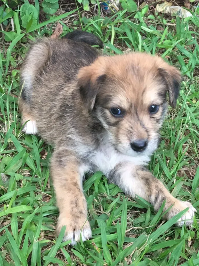 Cachorro ra a SRD idade 2 a 6 meses nome Batata
