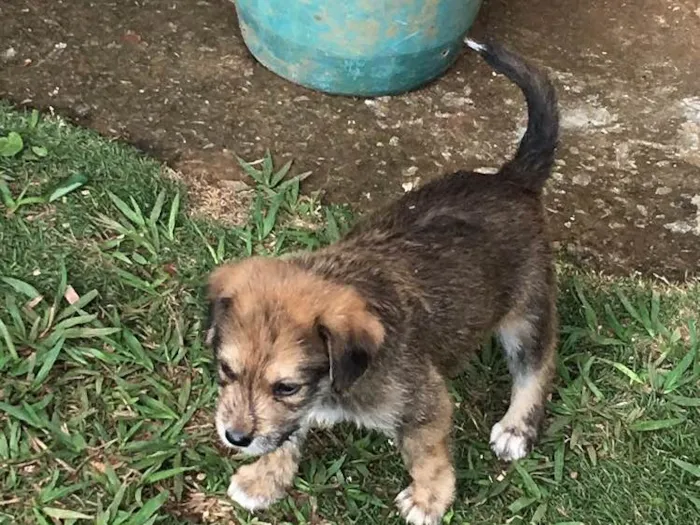 Cachorro ra a SRD idade 2 a 6 meses nome Batata