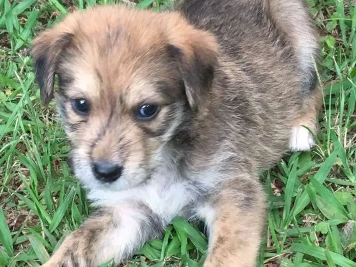 Cachorro ra a SRD idade 2 a 6 meses nome Batata