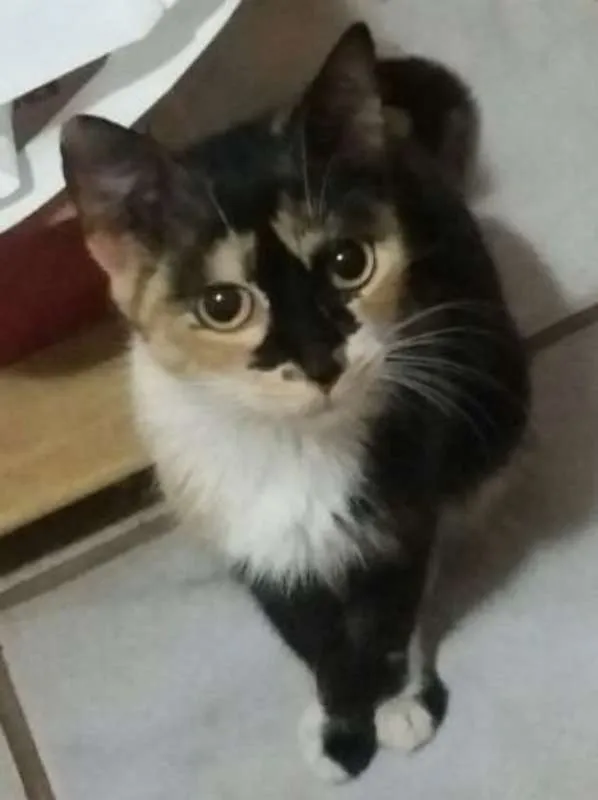 Gato ra a SRD idade 2 a 6 meses nome Sem nomes