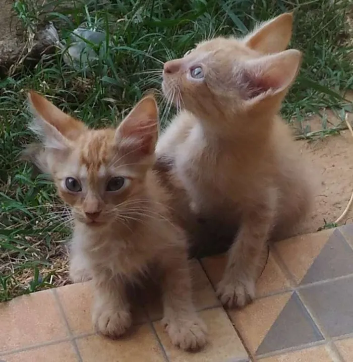 Gato ra a SRD idade 2 a 6 meses nome Sem nomes