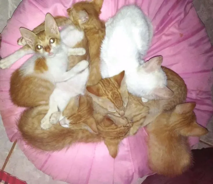Gato ra a SRD idade 2 a 6 meses nome Sem nomes