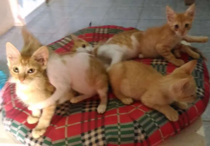 Gato ra a SRD idade 2 a 6 meses nome Sem nomes