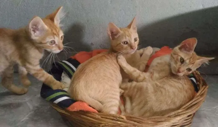 Gato ra a SRD idade 2 a 6 meses nome Sem nomes