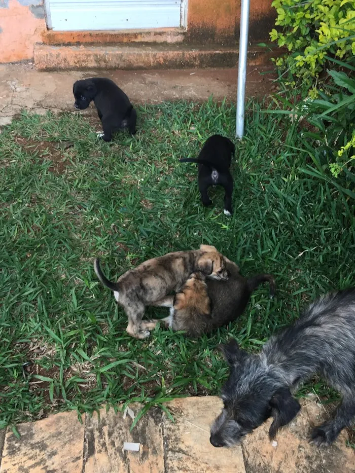 Cachorro ra a SRD idade 2 a 6 meses nome Batata