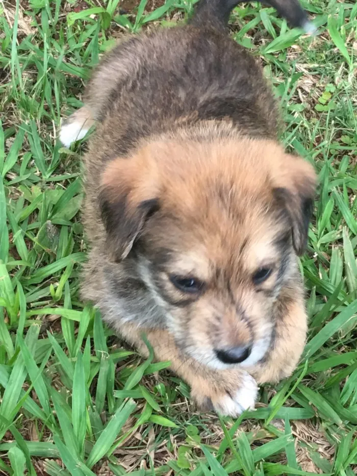 Cachorro ra a SRD idade 2 a 6 meses nome Batata