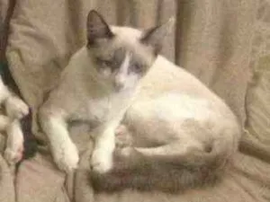 Gato raça  idade 7 a 11 meses nome Motorzinho