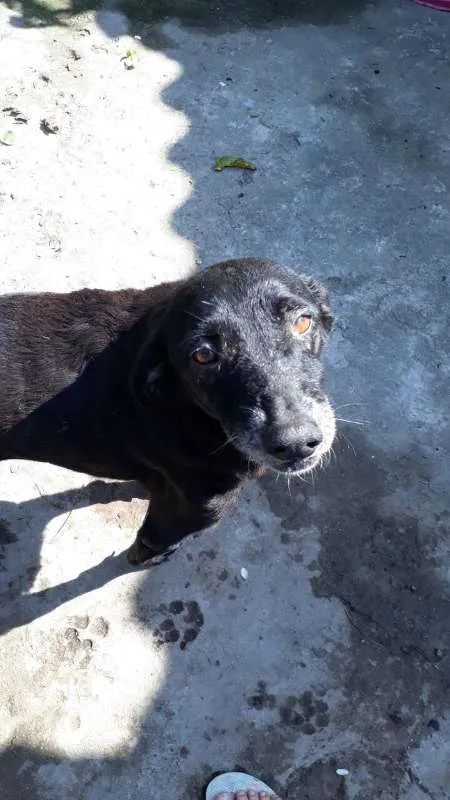 Cachorro ra a Única idade 6 ou mais anos nome Dunho