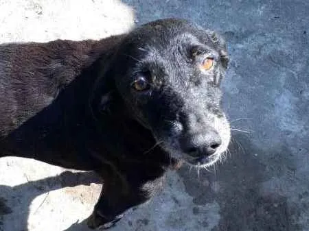 Cachorro ra a Única idade 6 ou mais anos nome Dunho