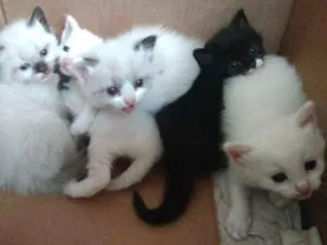 Gato raça indefinida idade Abaixo de 2 meses nome gatinhos