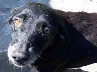 Cachorro ra a Única idade 6 ou mais anos nome Dunho