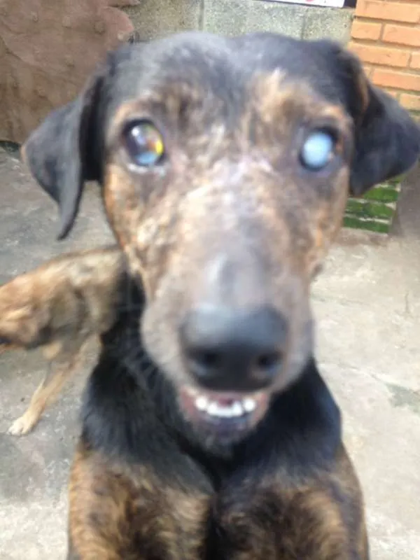Cachorro ra a  idade 6 ou mais anos nome Tufão