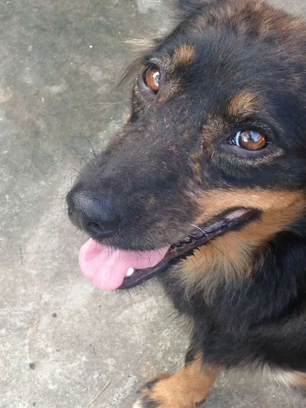 Cachorro ra a  idade 4 anos nome Michey