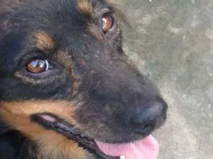 Cachorro raça  idade 4 anos nome Michey