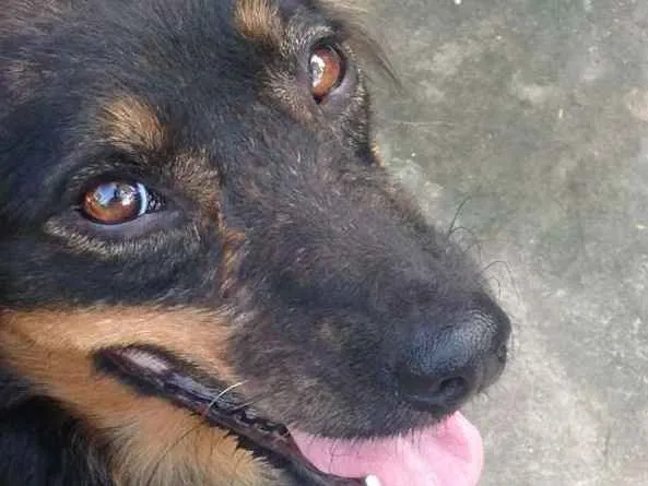 Cachorro ra a  idade 4 anos nome Michey