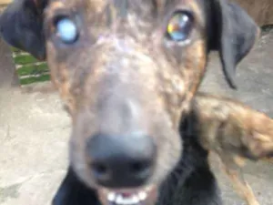 Cachorro raça  idade 6 ou mais anos nome Tufão