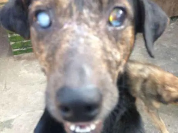 Cachorro ra a  idade 6 ou mais anos nome Tufão