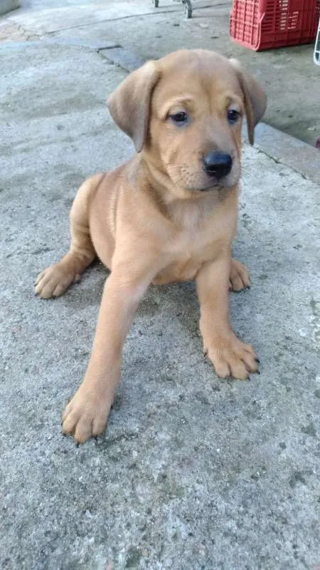 Cachorro ra a SRD idade 2 a 6 meses nome Marley e Bob