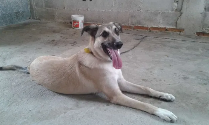 Cachorro ra a Vira lata  idade 7 a 11 meses nome Princesa