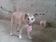 Princesa