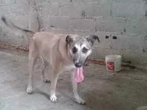 Cachorro ra a Vira lata  idade 7 a 11 meses nome Princesa