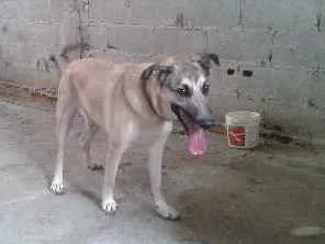 Cachorro ra a Vira lata  idade 7 a 11 meses nome Princesa