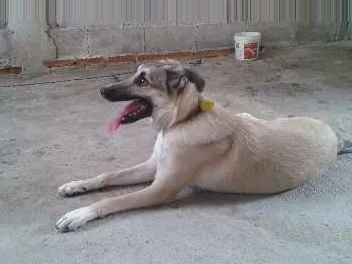 Cachorro ra a Vira lata  idade 7 a 11 meses nome Princesa