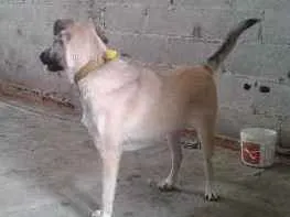 Cachorro ra a Vira lata  idade 7 a 11 meses nome Princesa