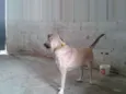Princesa
