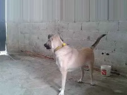 Cachorro ra a Vira lata  idade 7 a 11 meses nome Princesa