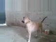 Princesa