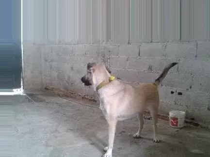 Cachorro ra a Vira lata  idade 7 a 11 meses nome Princesa