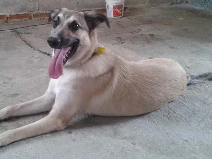 Cachorro ra a Vira lata  idade 7 a 11 meses nome Princesa
