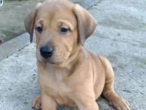 Cachorro raça SRD idade 2 a 6 meses nome Marley e Bob