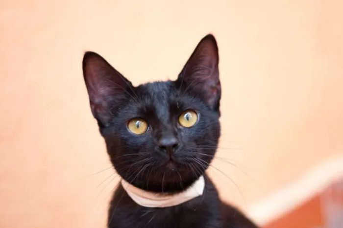 Gato ra a  idade 7 a 11 meses nome Matteo
