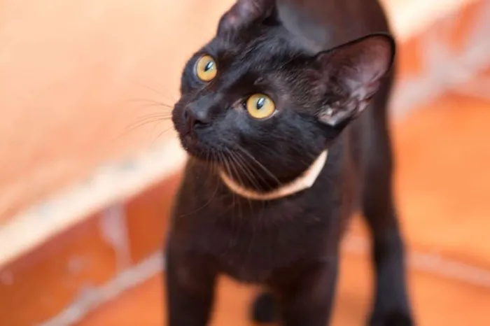 Gato ra a  idade 7 a 11 meses nome Matteo