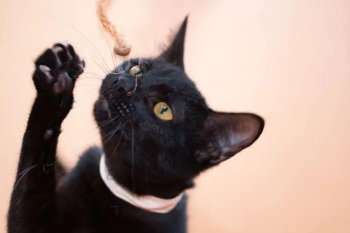 Gato ra a  idade 7 a 11 meses nome Matteo