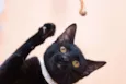 Matteo